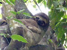 Paresseux et son bébé - Costa Rica